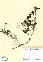 藏品(牻牛兒苖)的圖片